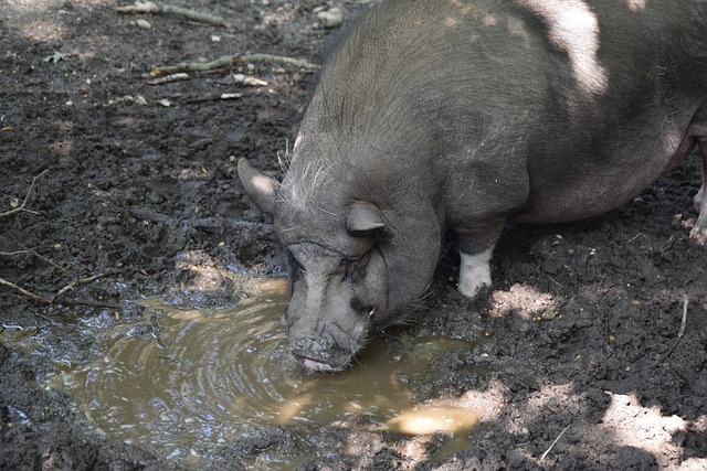 三叉戟的猛 三叉戟的猛
